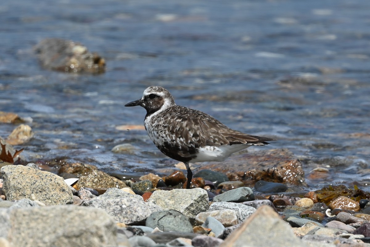 Black-bellied Plover - Dan O'Brien