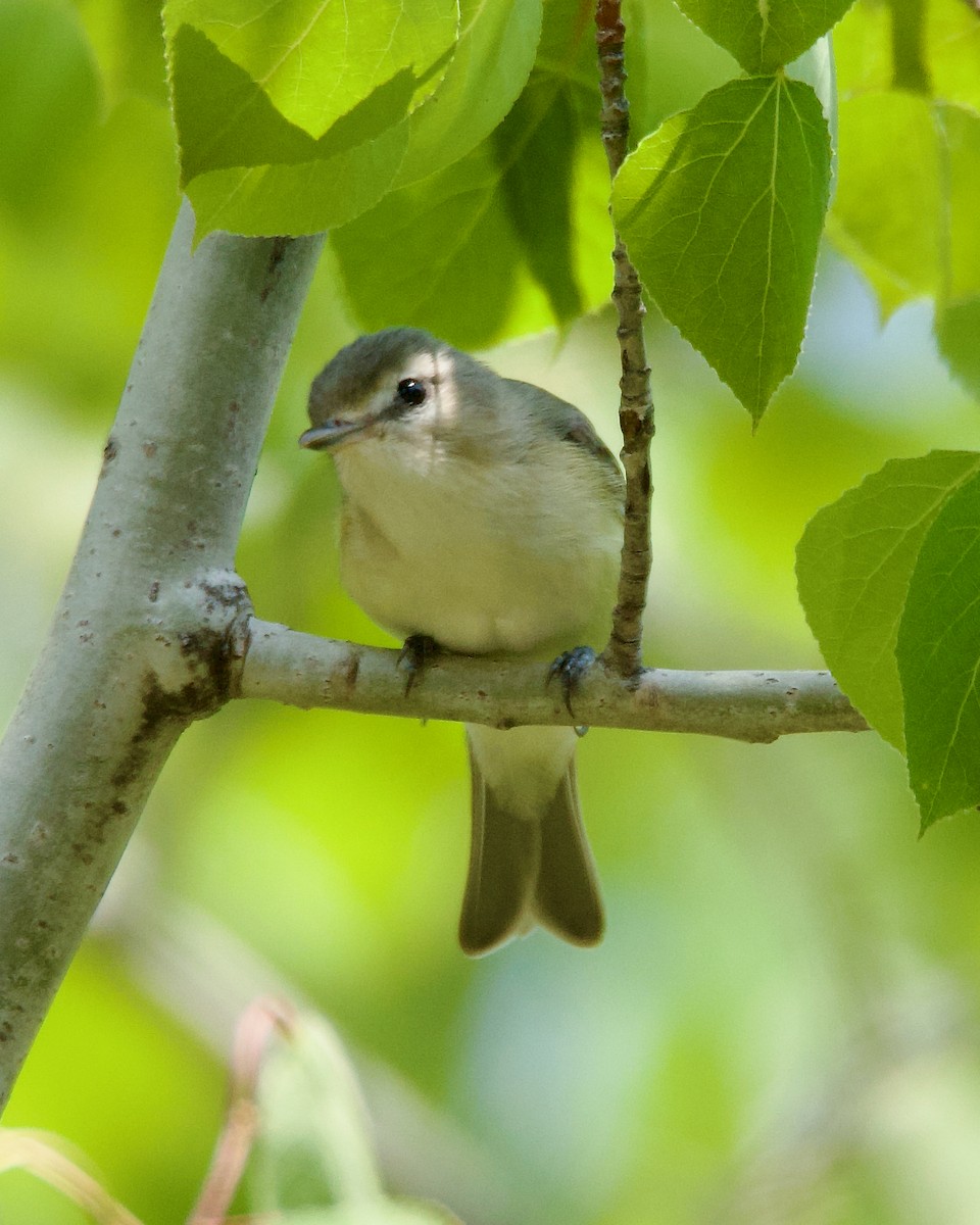 Warbling Vireo - ML576107251