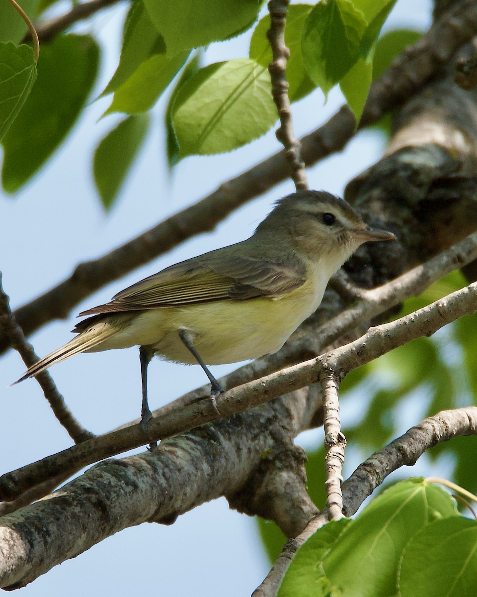 Warbling Vireo - ML576107271