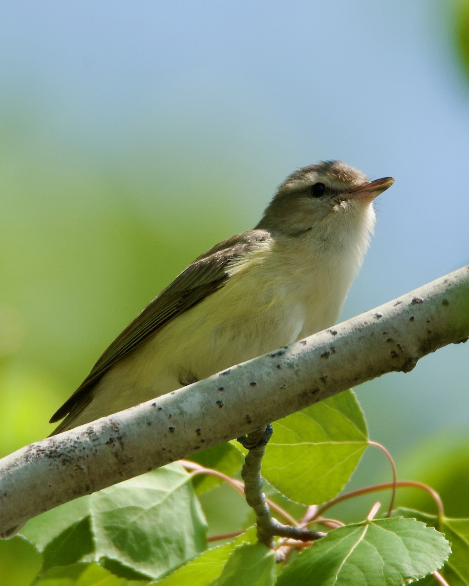 Warbling Vireo - ML576107291