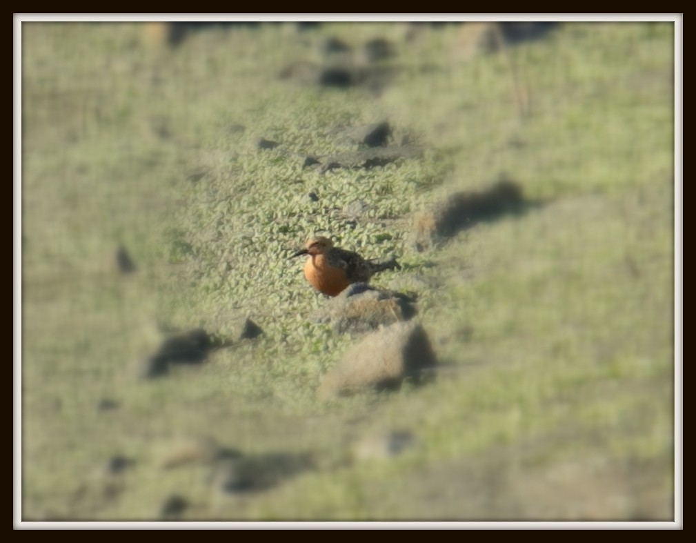 Red Knot - ML57610991