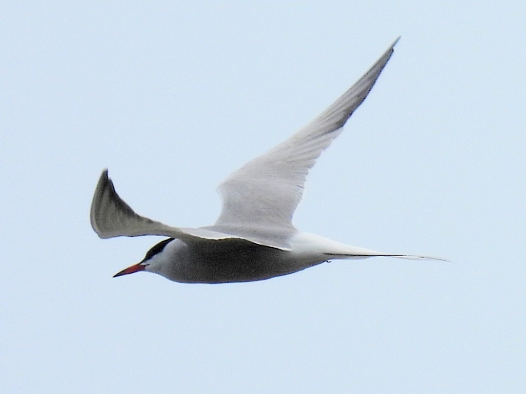 Common Tern - ML576110511