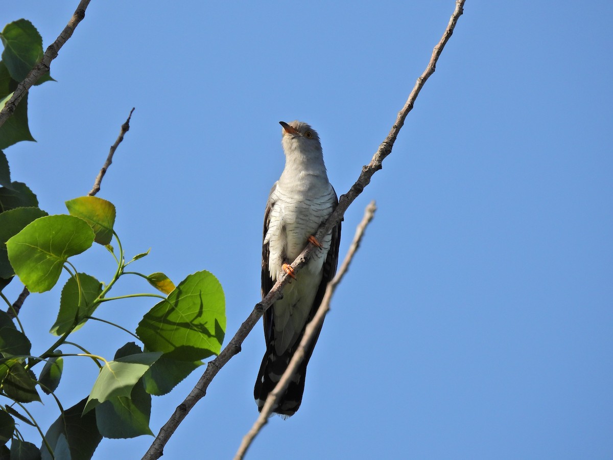 Common Cuckoo - ML576110621