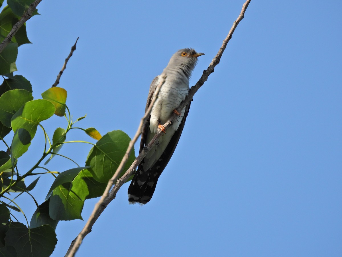 Common Cuckoo - ML576110631