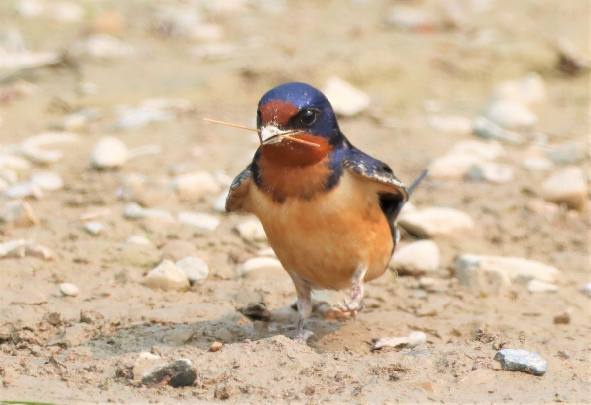 Barn Swallow - ML576110901