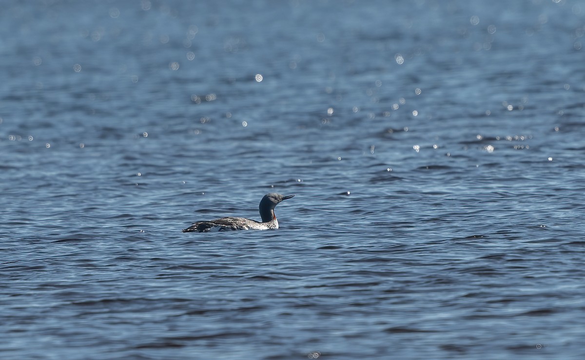 Red-throated Loon - ML576111071