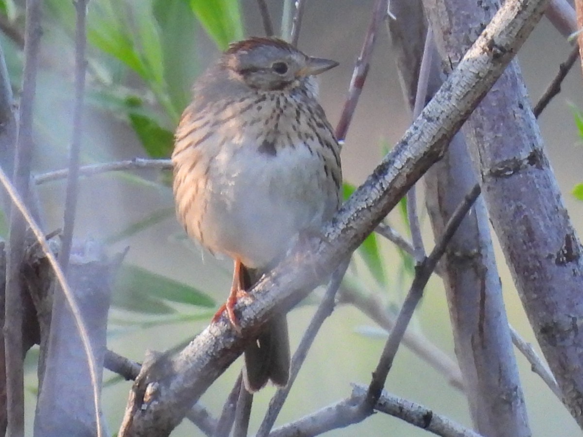 Lincoln's Sparrow - Duke Tufty