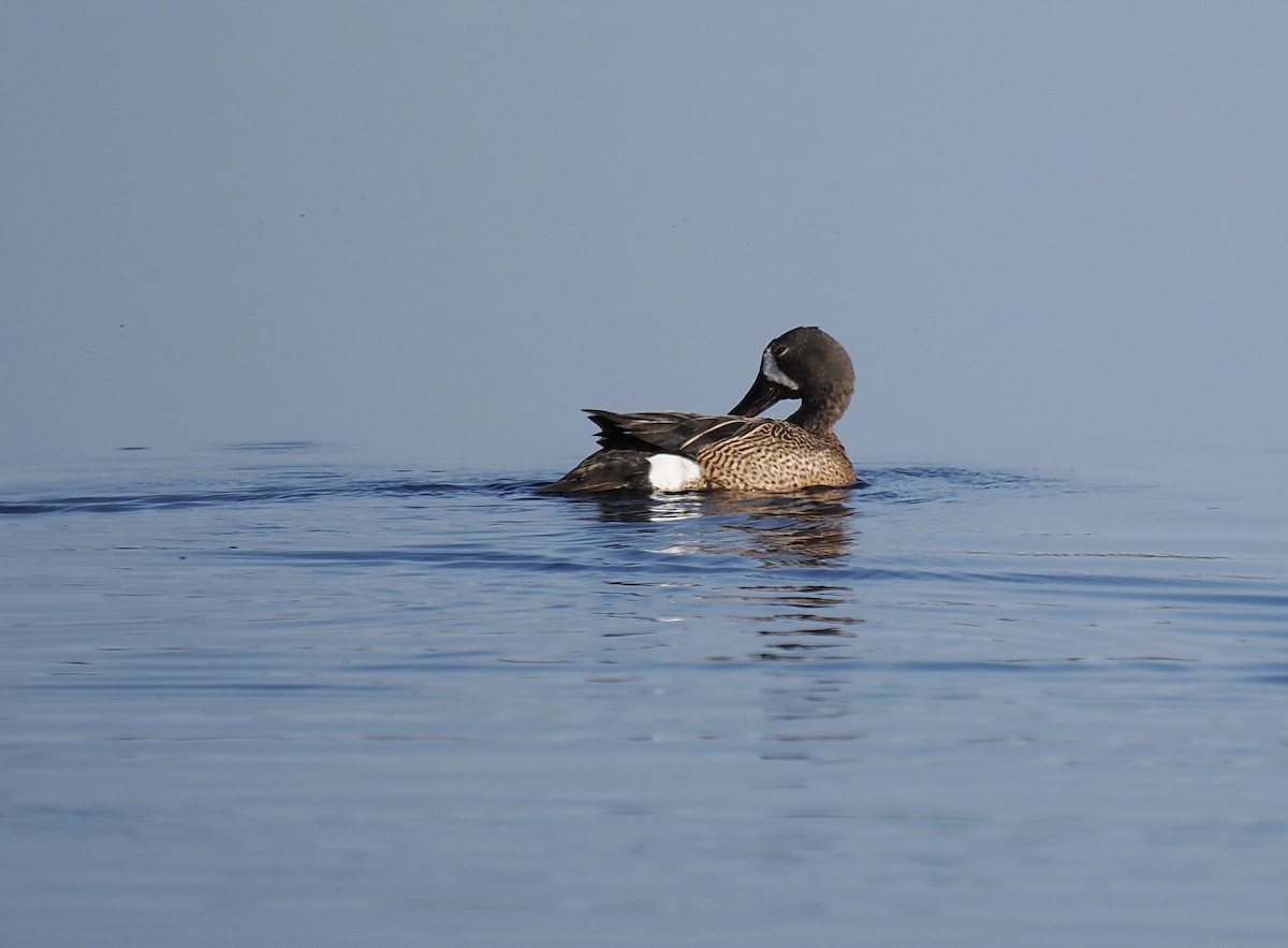 Blue-winged Teal - ML576113301