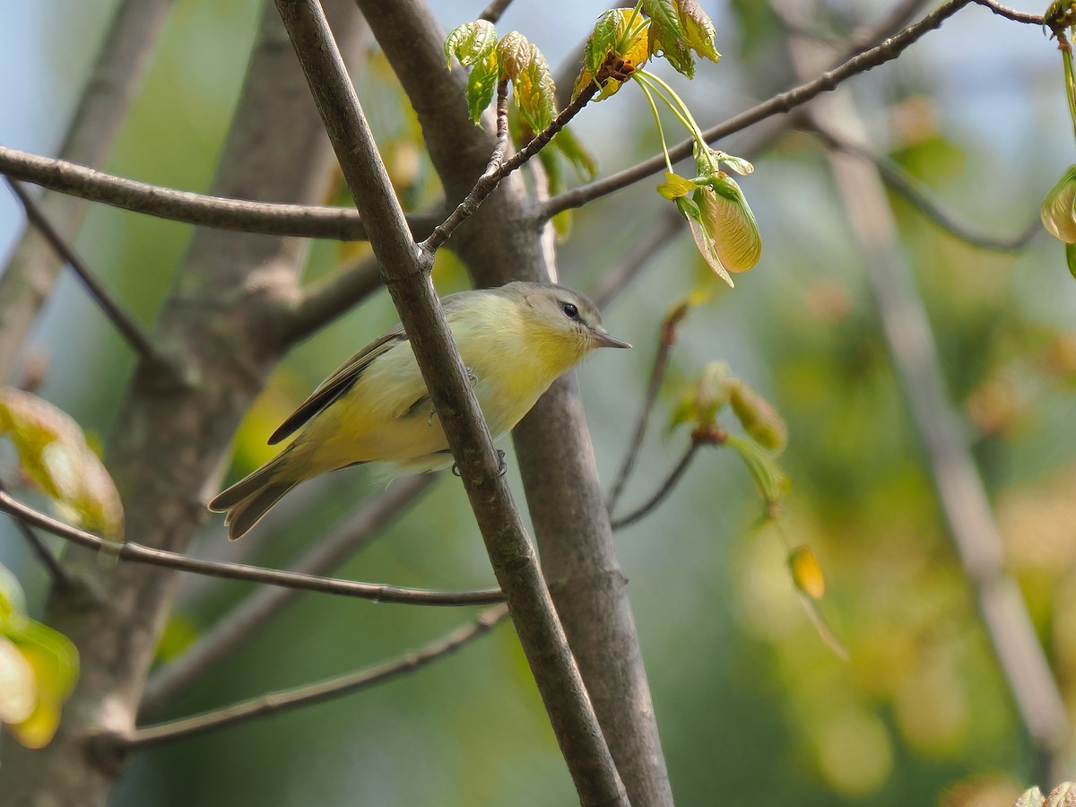 Philadelphia Vireo - ML576114251