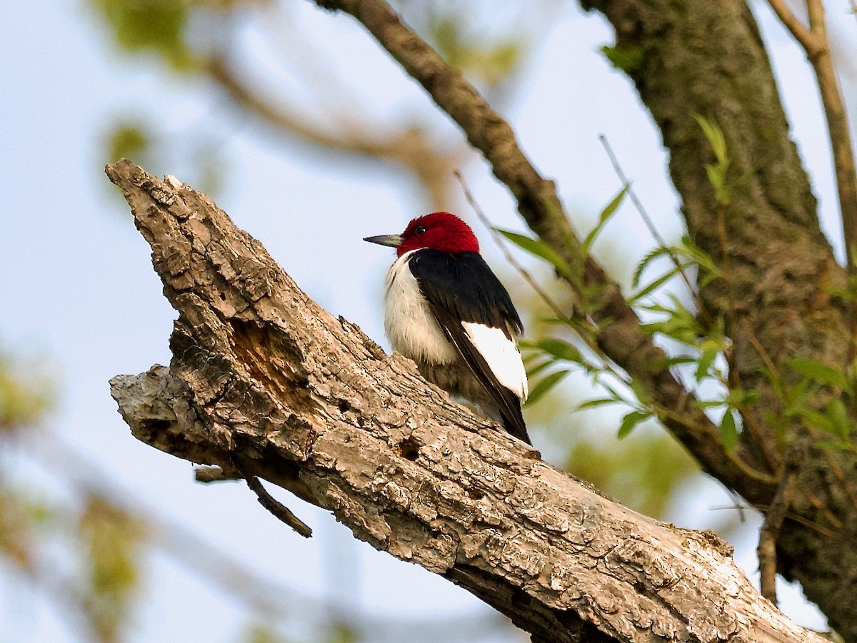 Red-headed Woodpecker - Matthew Husson