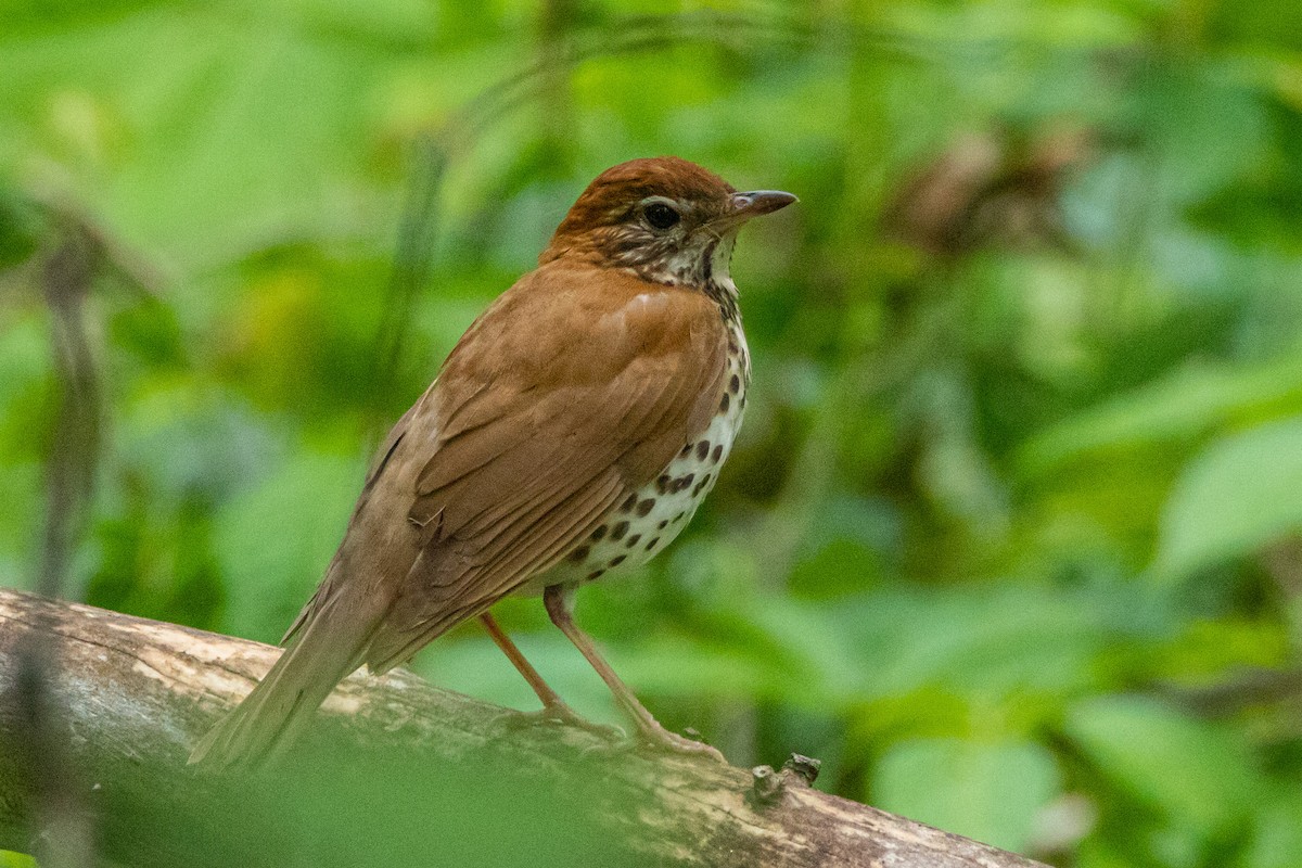 Wood Thrush - ML576115041