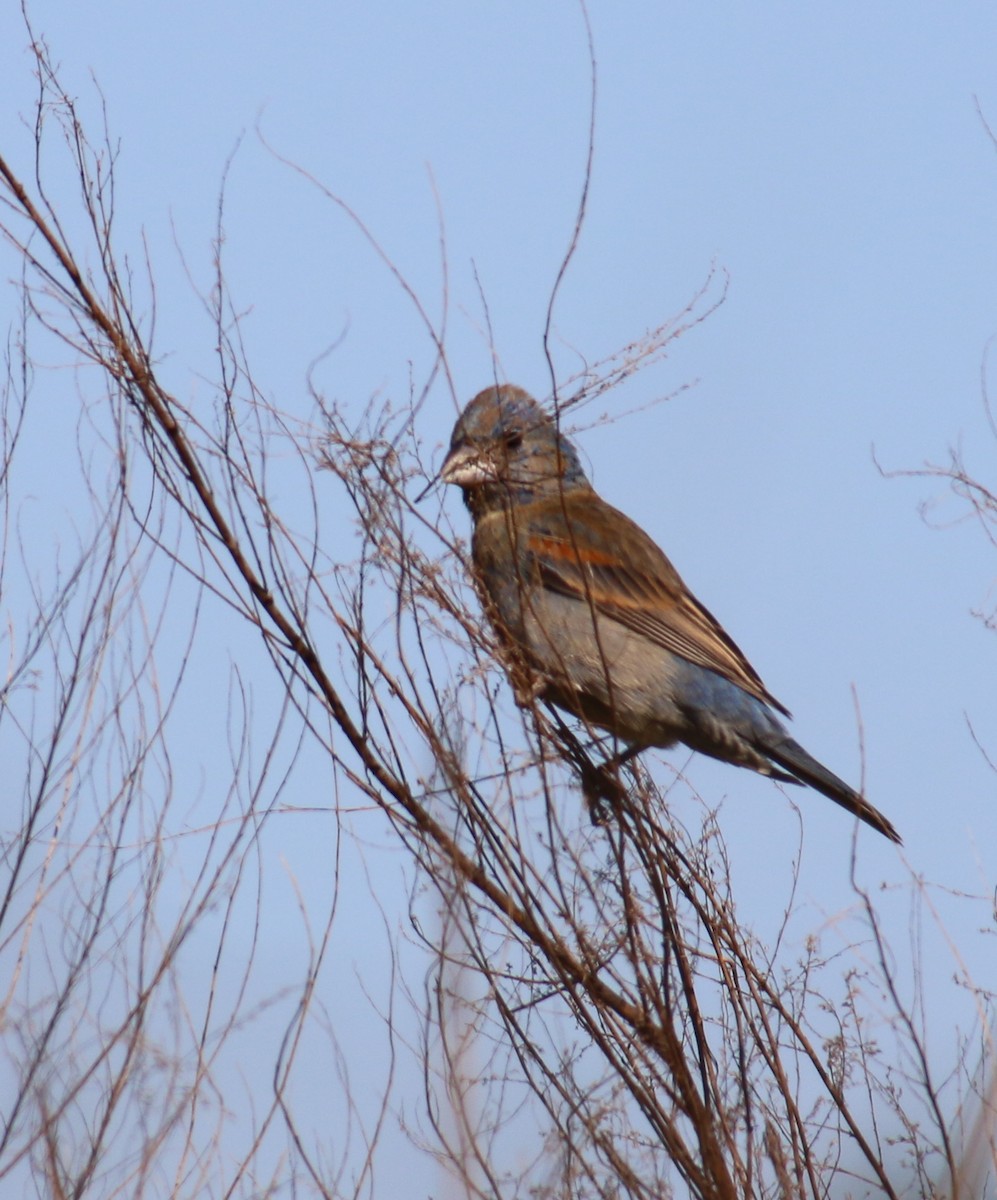 Blue Grosbeak - ML57611651