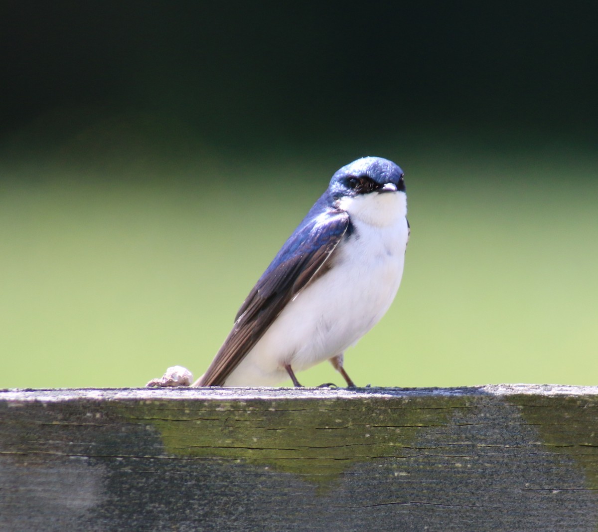 Tree Swallow - ML57611691