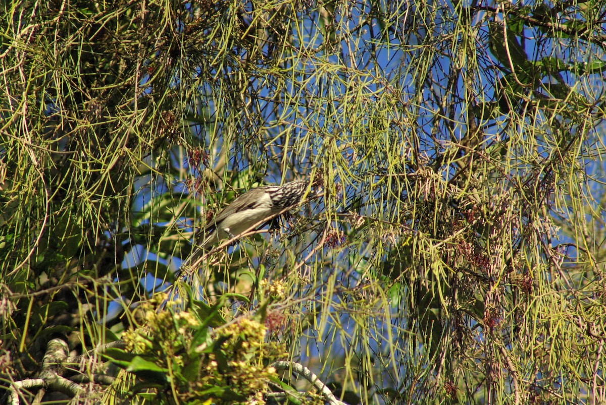 Striped Honeyeater - Richard Harris