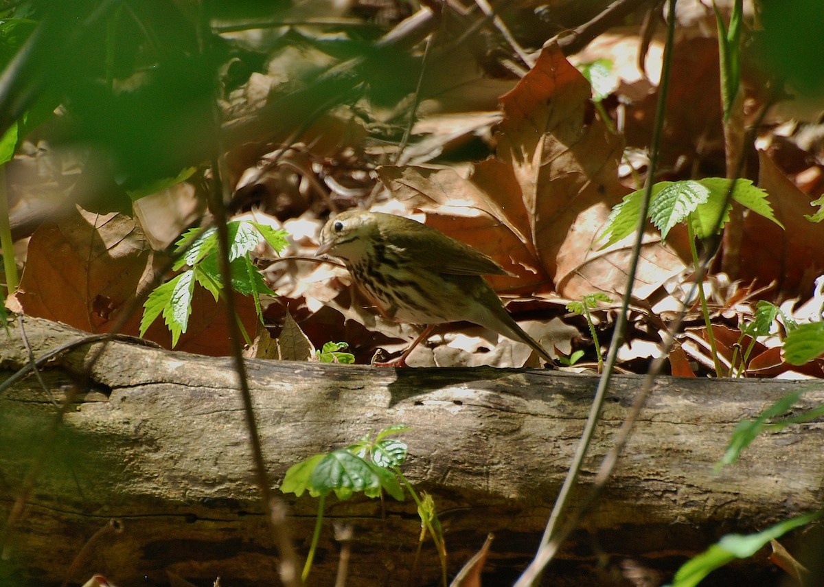 Ovenbird - ML57611861