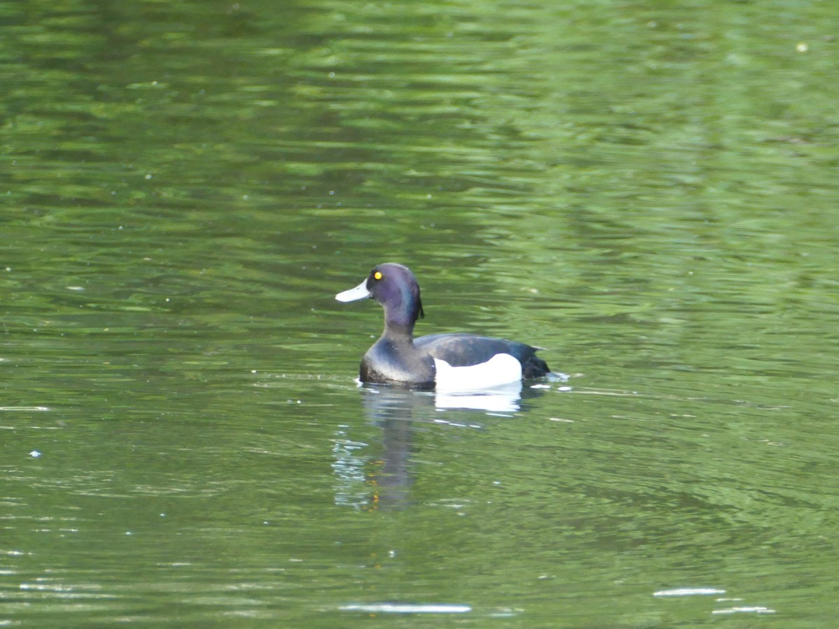 鳳頭潛鴨 - ML576119761