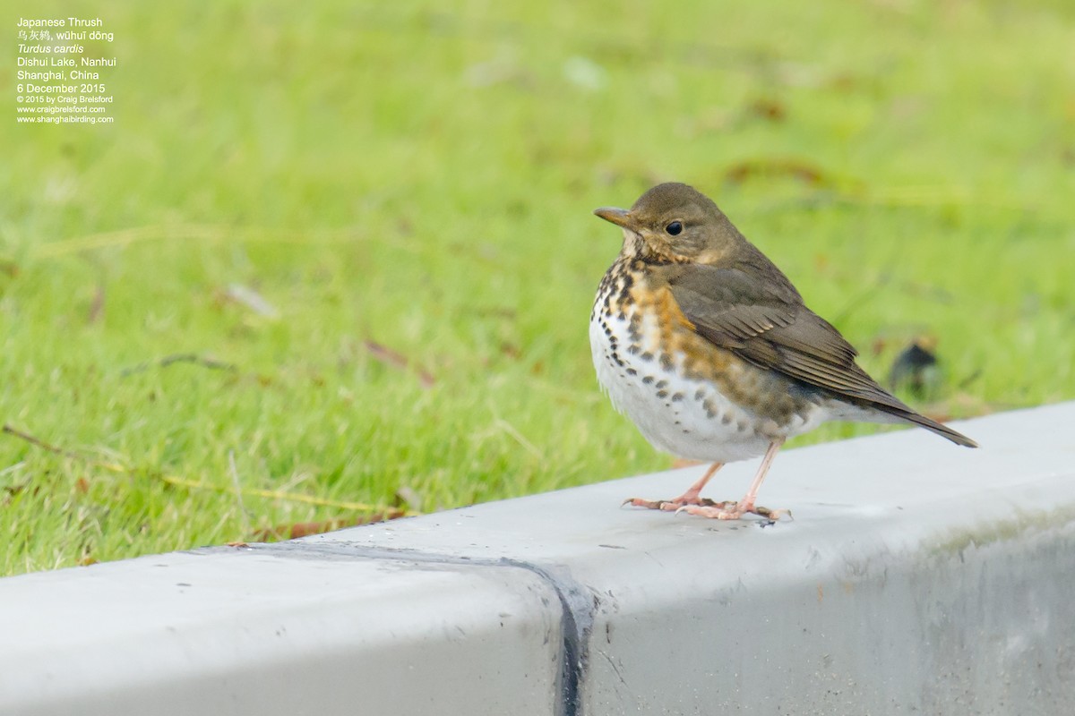 Japanese Thrush - ML57612011