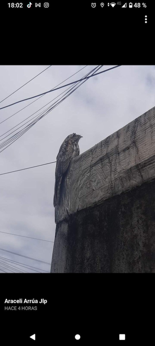 potu obecný - ML576121301