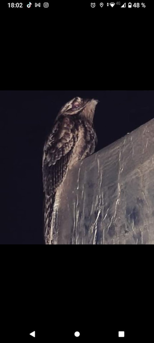 potu obecný - ML576121311