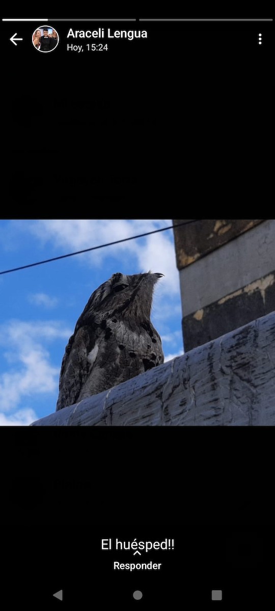 potu obecný - ML576121321