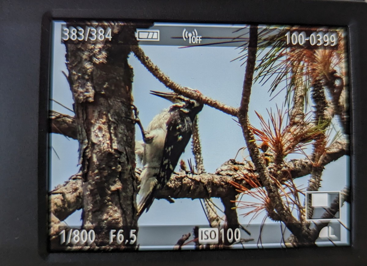 Hairy Woodpecker - ML576121621