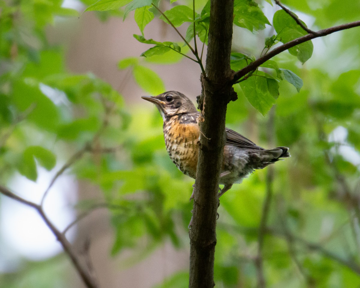 American Robin - ML576121801