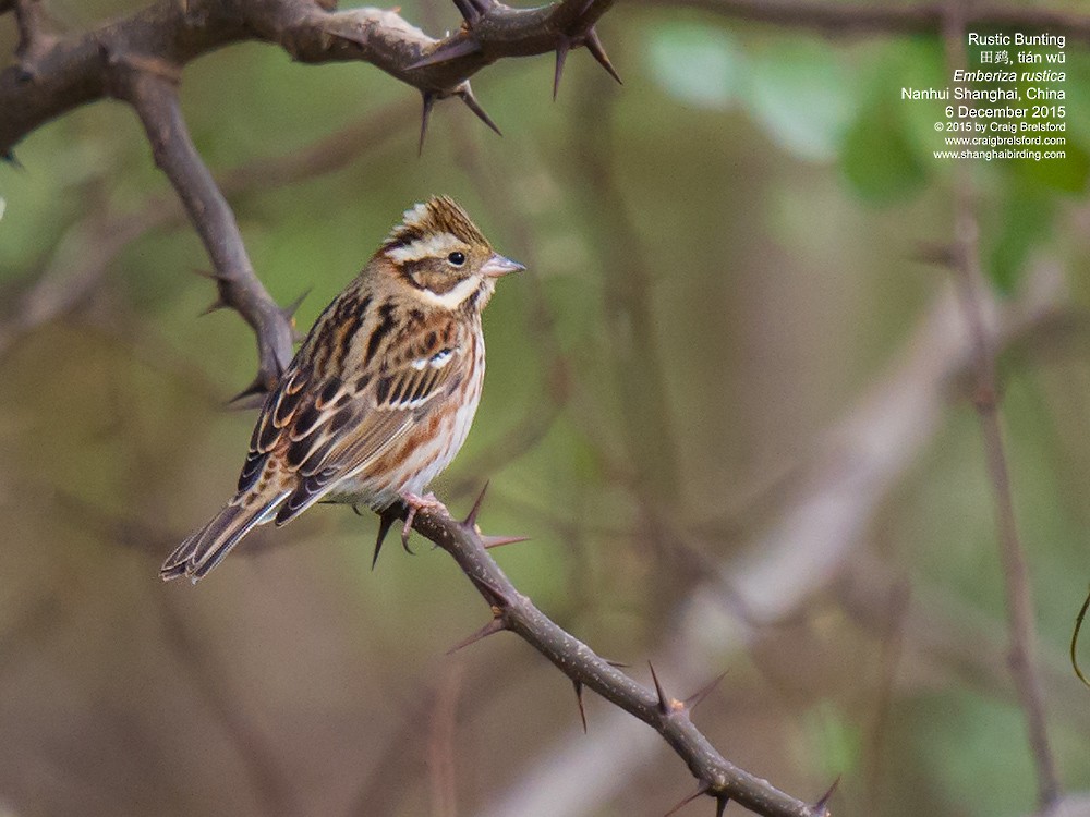 Rustic Bunting - ML57612211