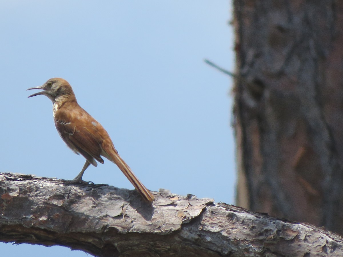 Brown Thrasher - Ruth Parks