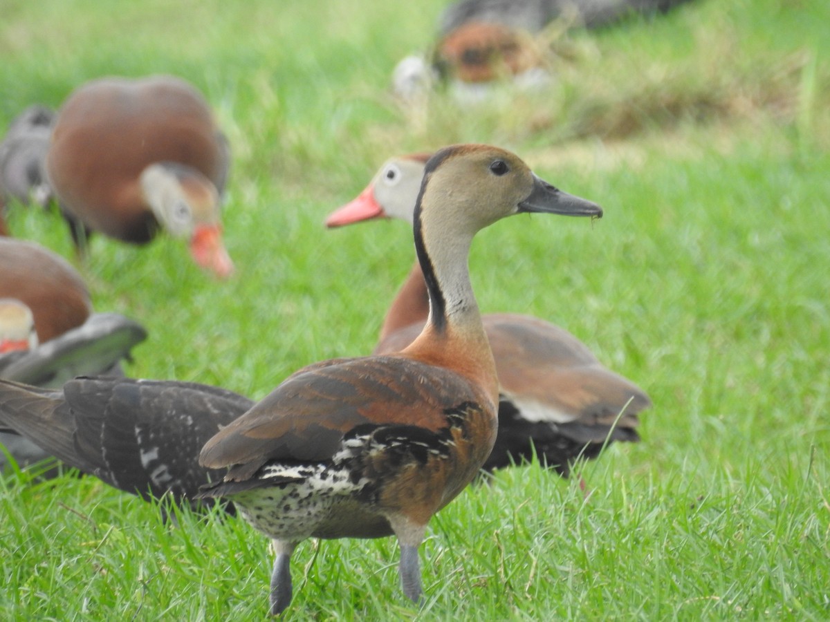 Black-bellied Whistling-Duck - ML576122591