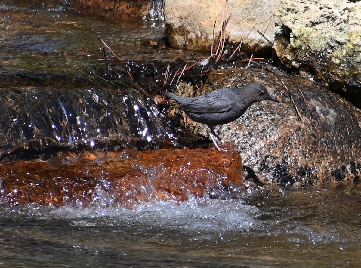 American Dipper - ML576123821