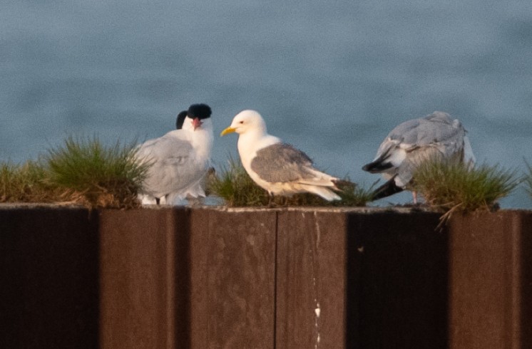 Black-legged Kittiwake - ML576124181