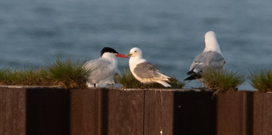 Black-legged Kittiwake - ML576124191