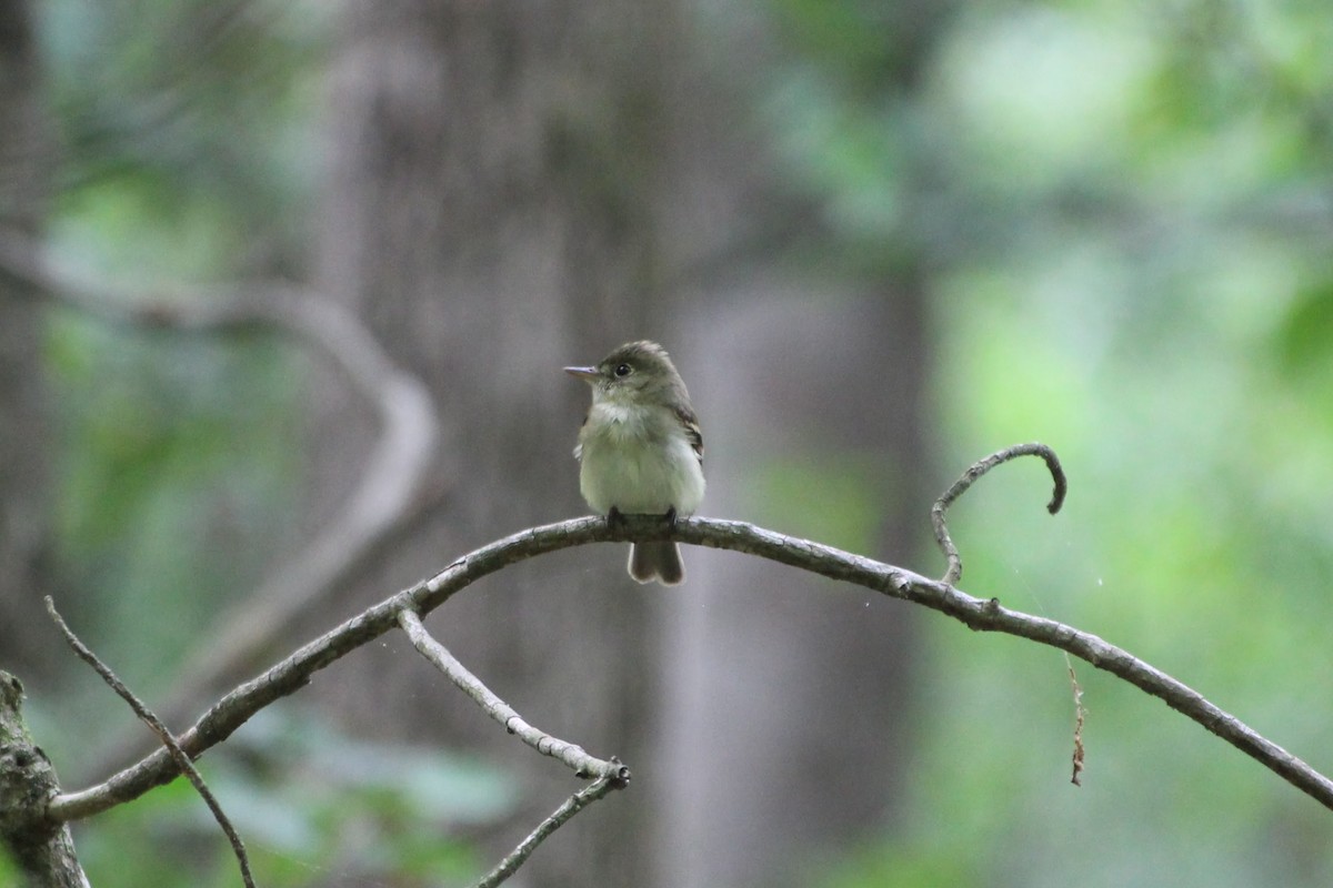 Acadian Flycatcher - ML576124831