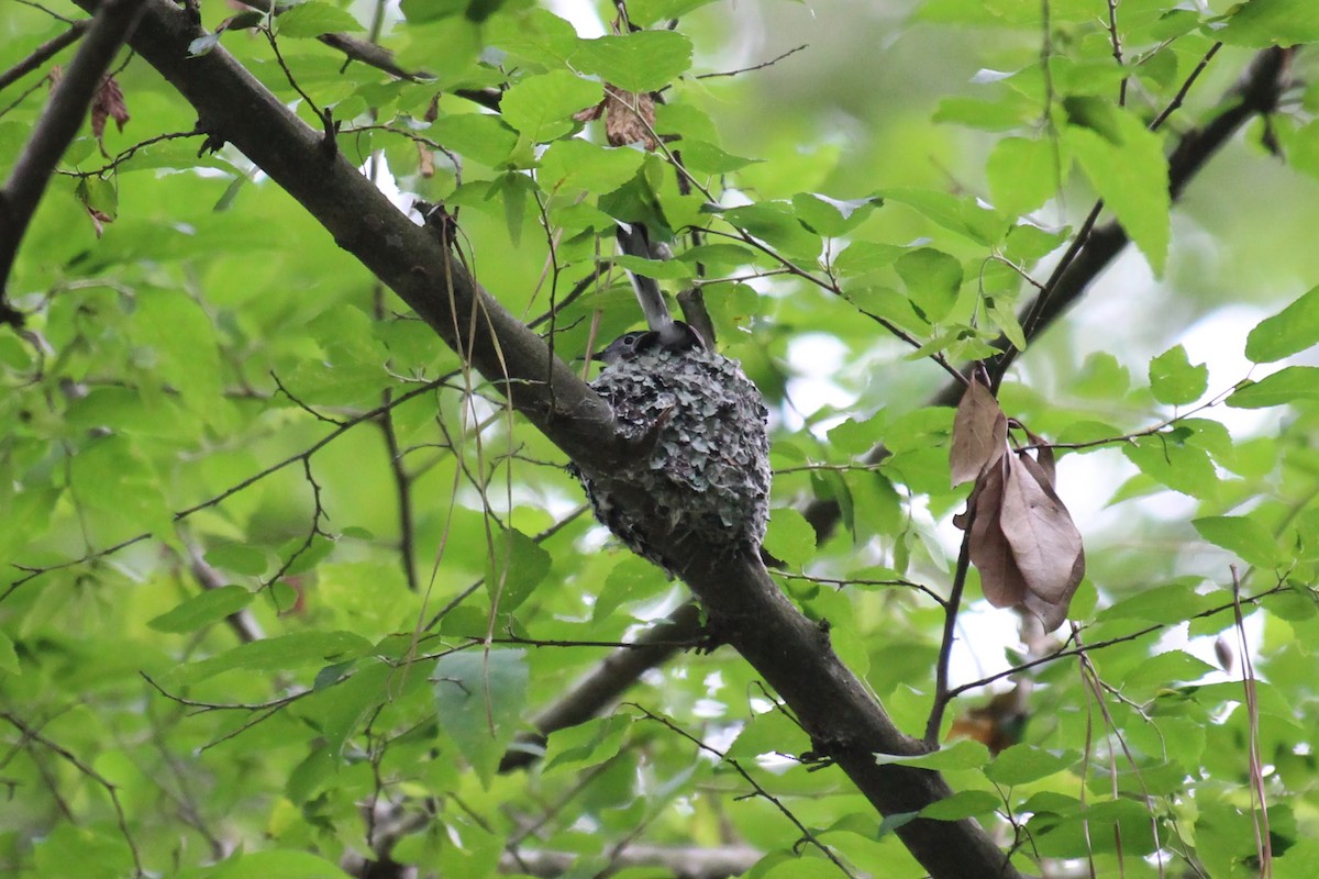 Blue-gray Gnatcatcher - ML576124901