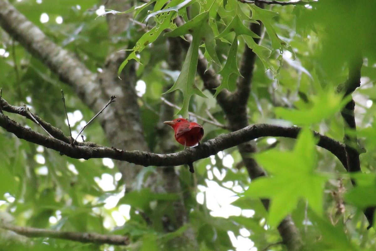 Summer Tanager - ML576124971