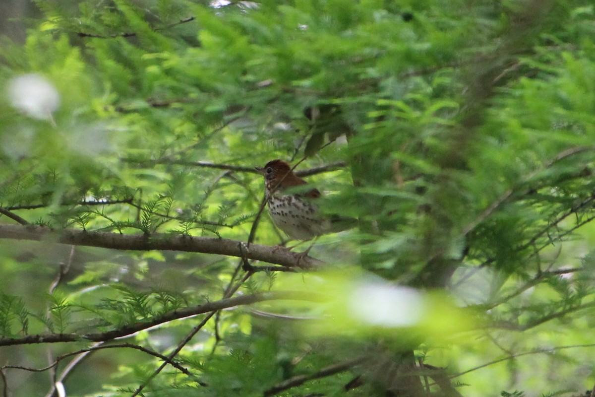 Wood Thrush - ML576125001