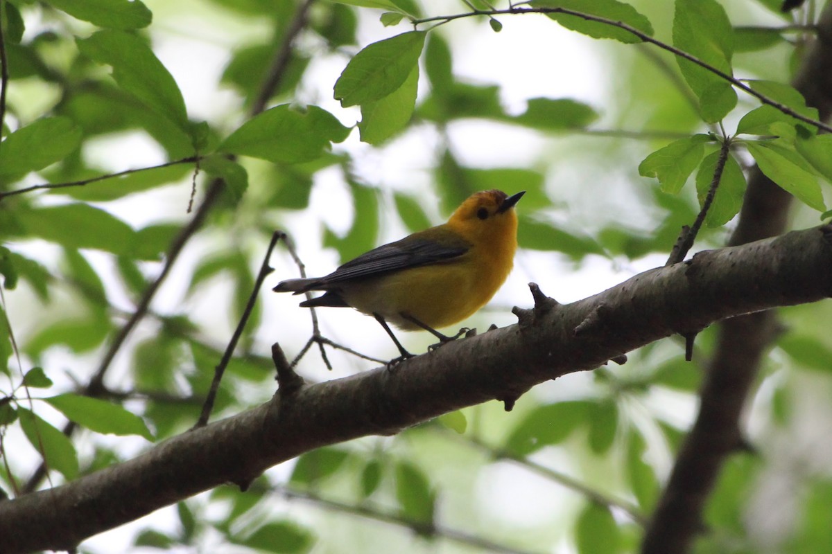 Prothonotary Warbler - ML576125051