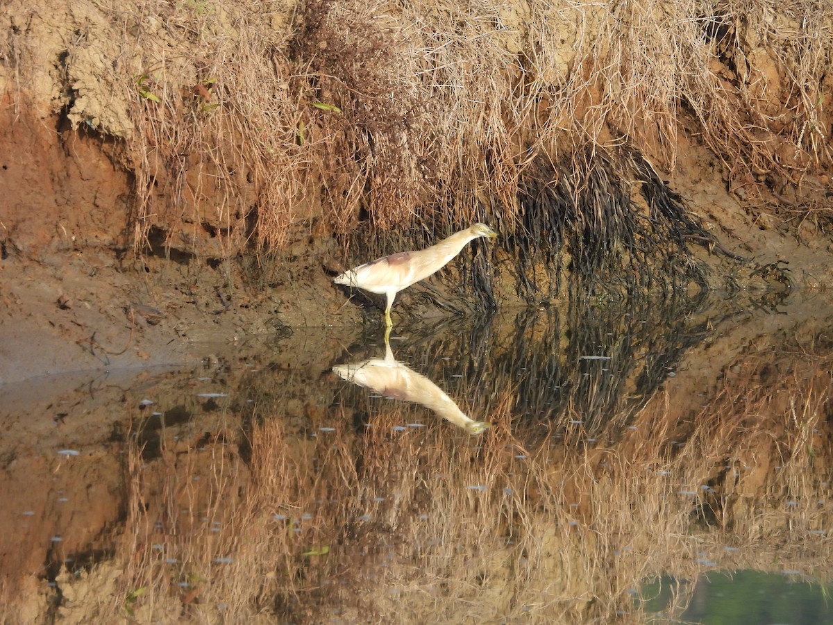 Indian Pond-Heron - ML576125071