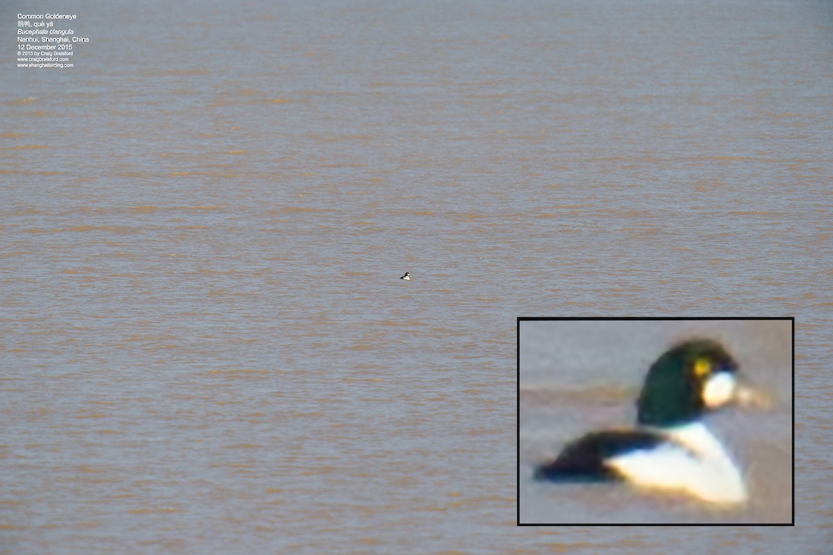 Common Goldeneye - ML57612521