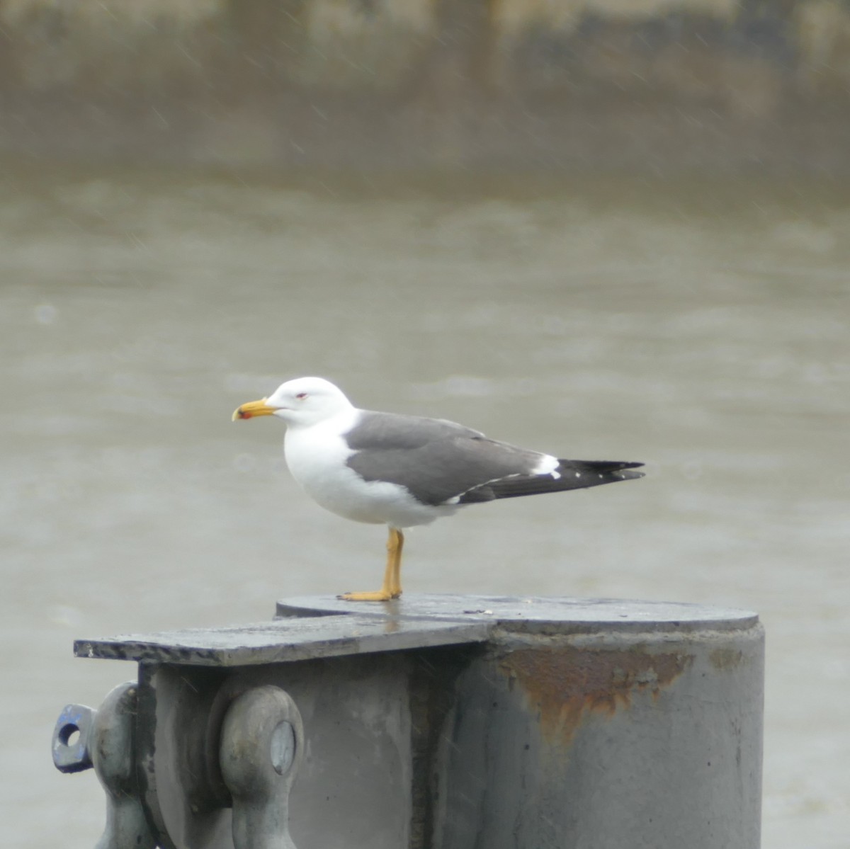 Gaviota Sombría - ML576125281