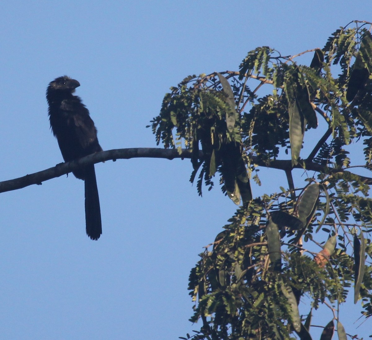 Groove-billed Ani - Lydia Friedland