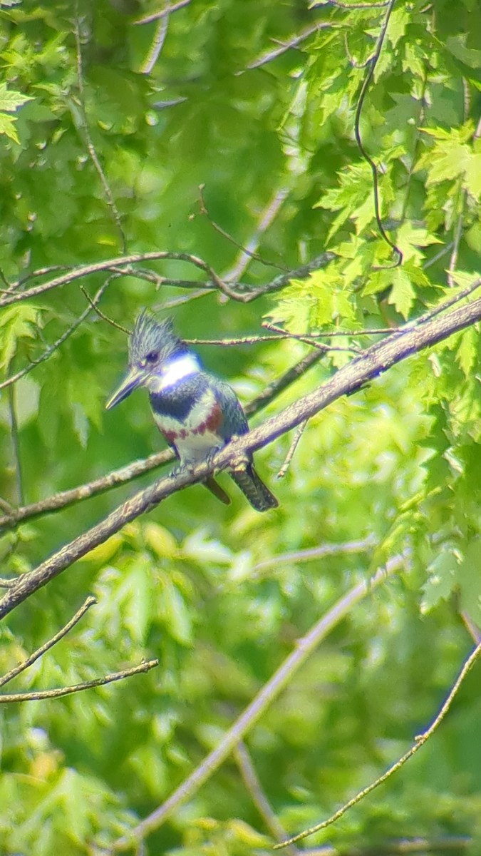 Belted Kingfisher - ML576126741