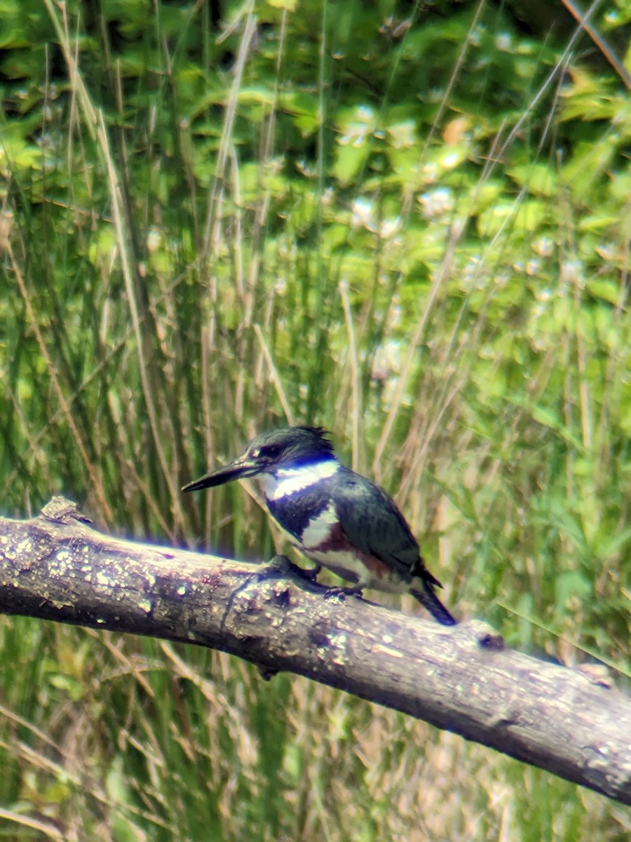 Belted Kingfisher - ML576126751