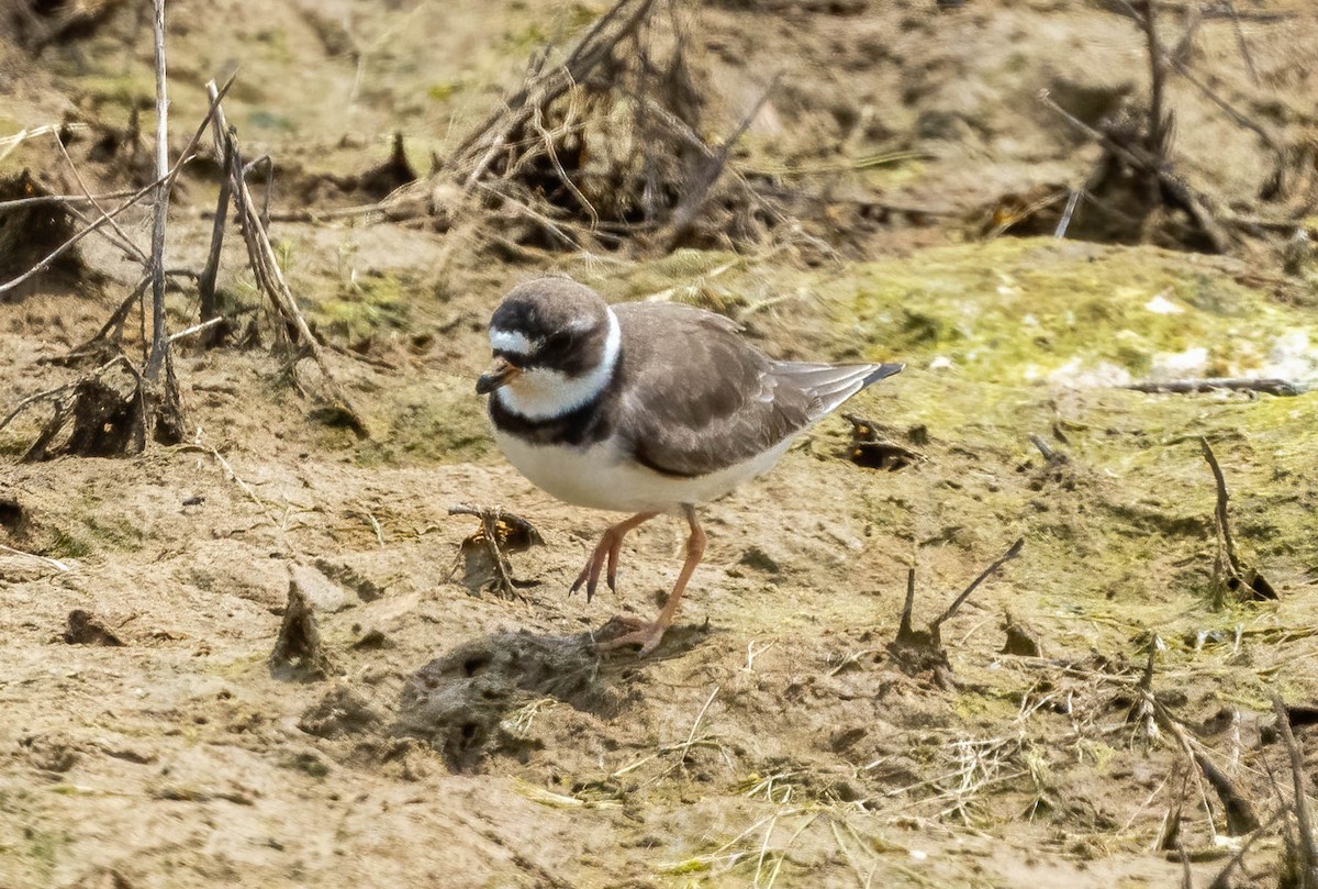 Semipalmated Plover - ML576126941