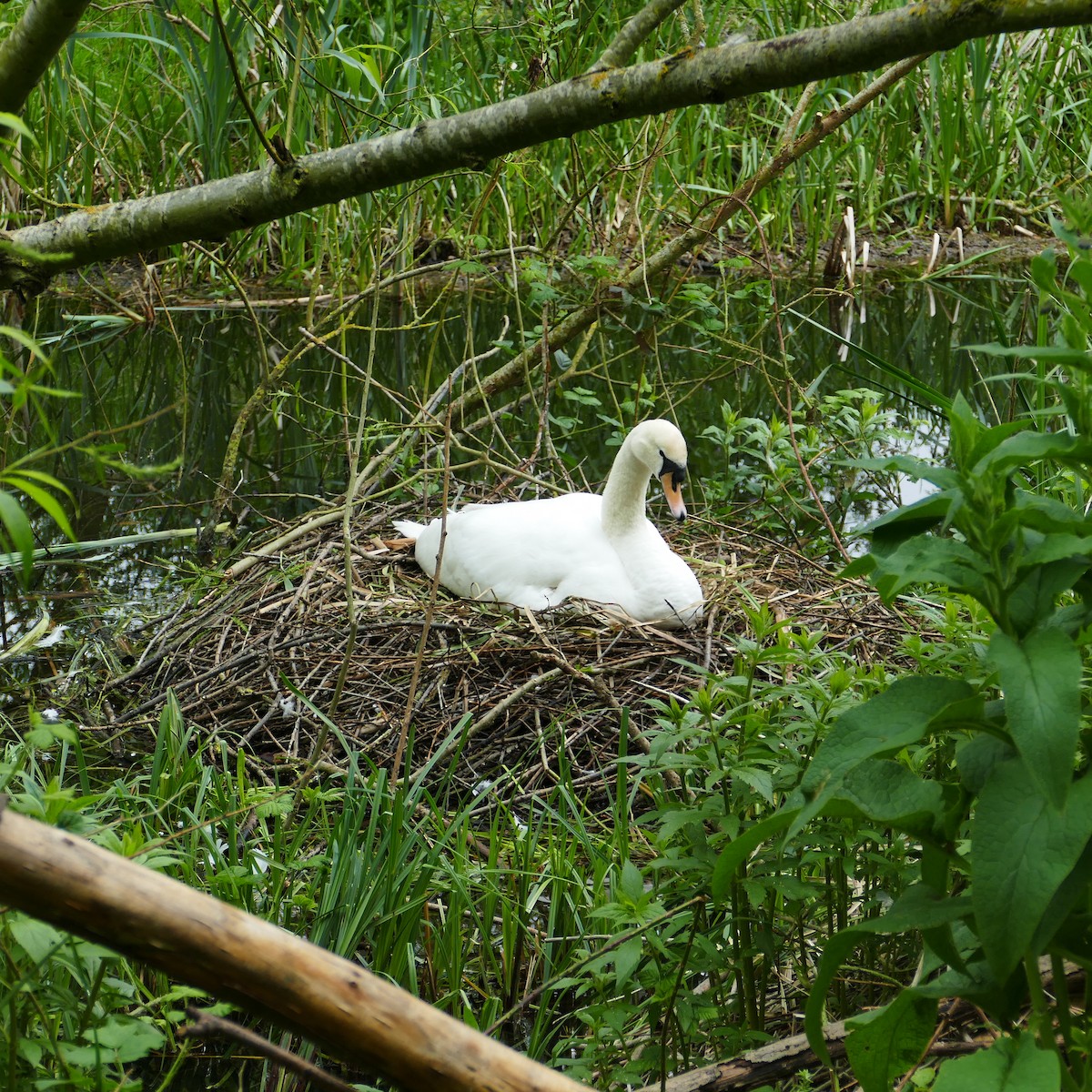 Cygne tuberculé - ML576127021