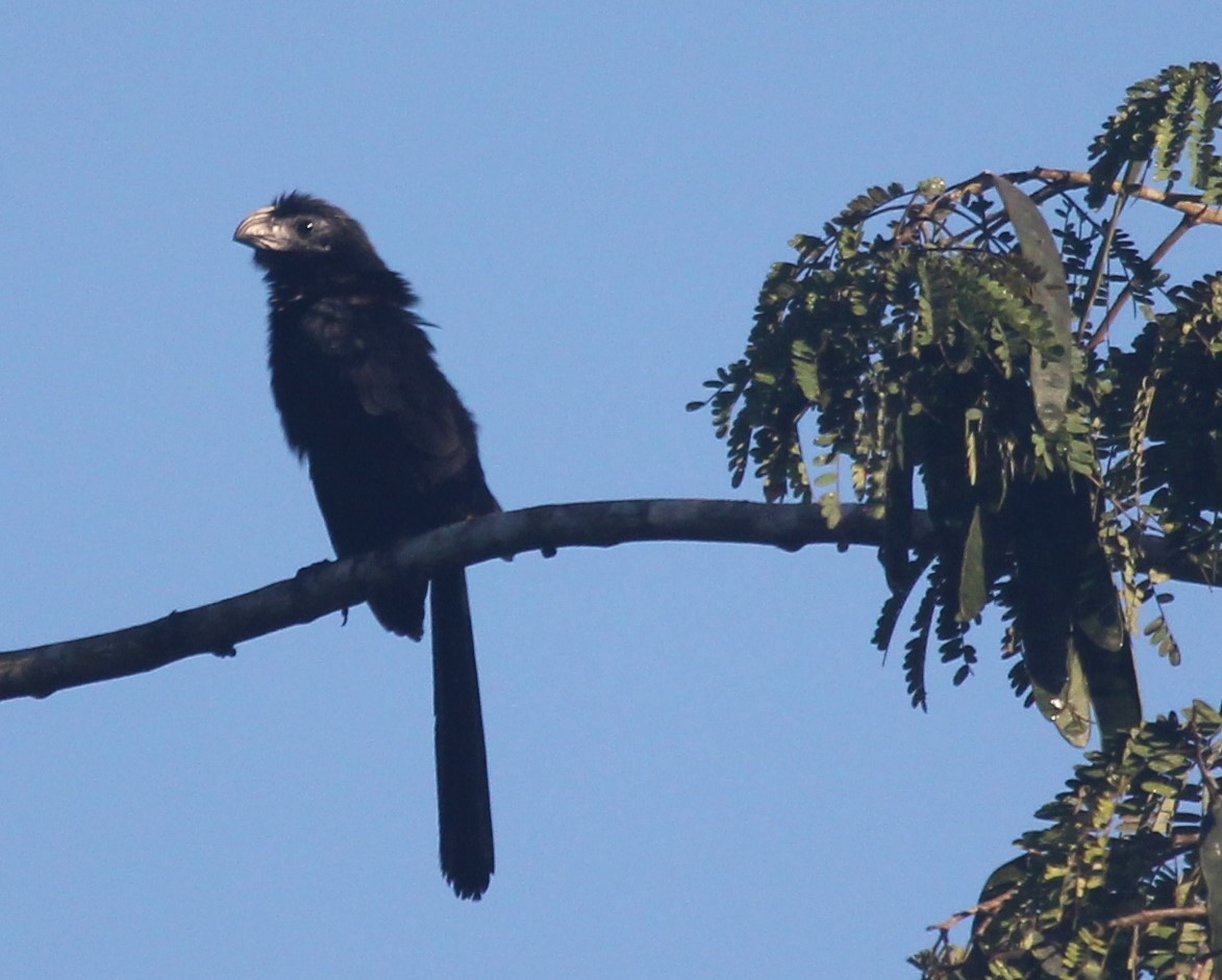 Groove-billed Ani - ML576127071