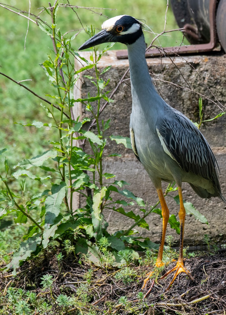 Yellow-crowned Night Heron - Susan Lanier