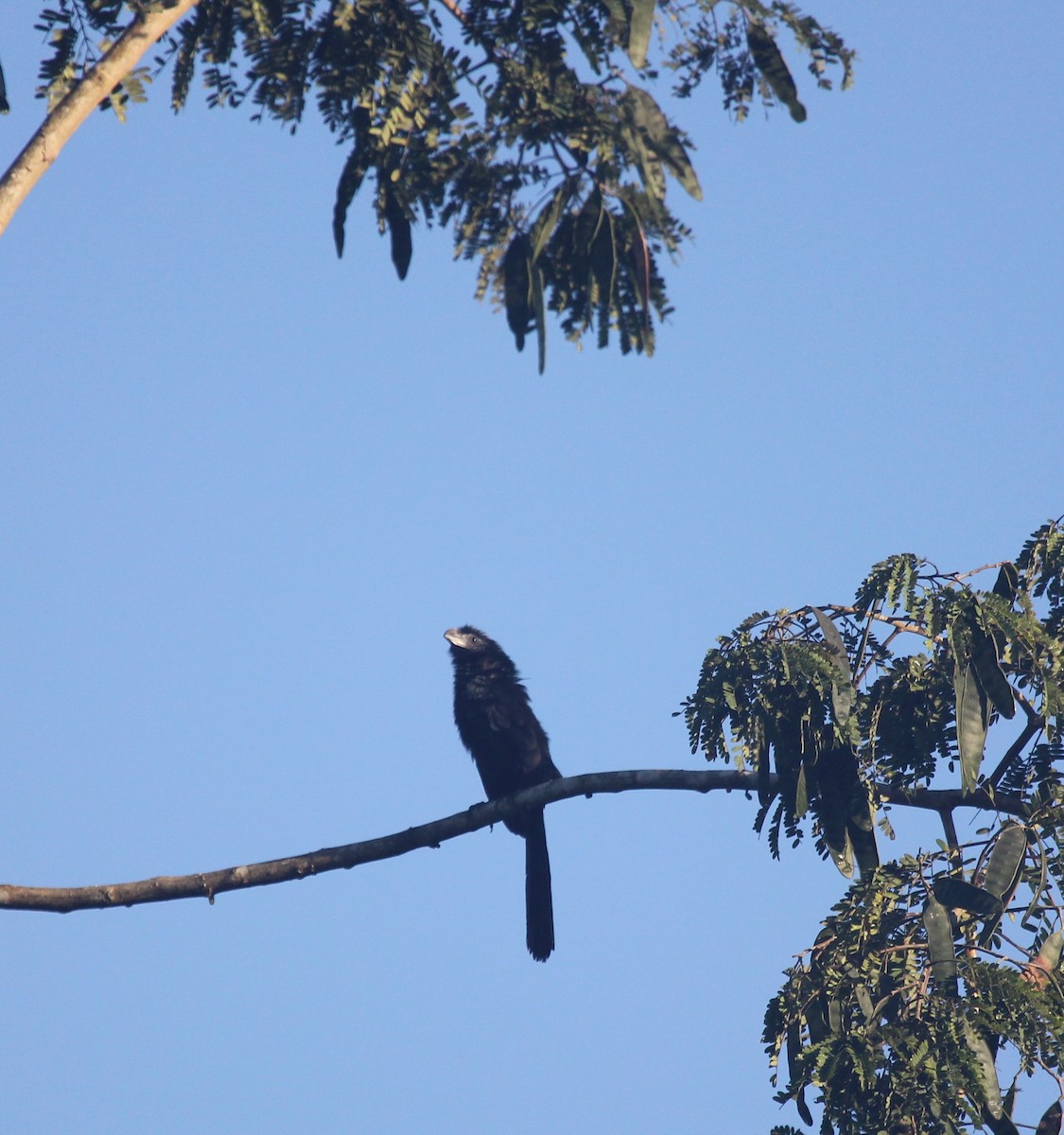 Groove-billed Ani - ML576127291