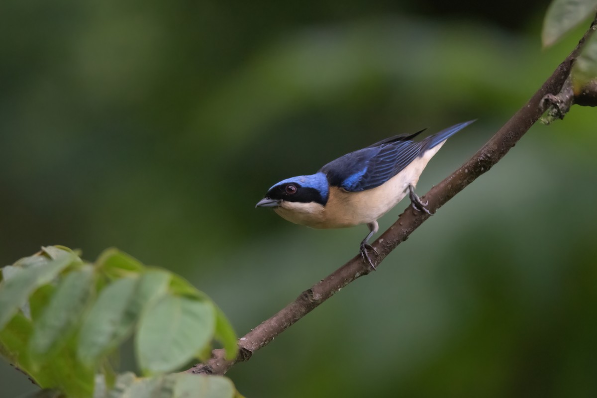 Fawn-breasted Tanager - ML576127901