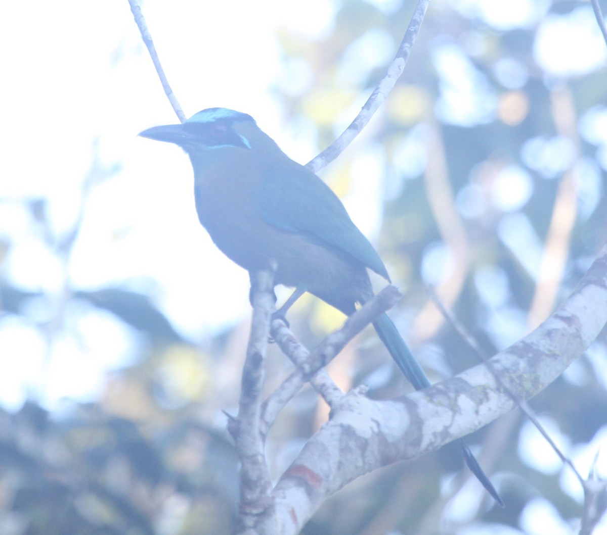 Lesson's Motmot - Lydia Friedland